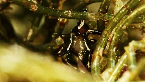 Sapsucking Slug Stiliger ornatus on Algae 4K Stock Footage 336840783