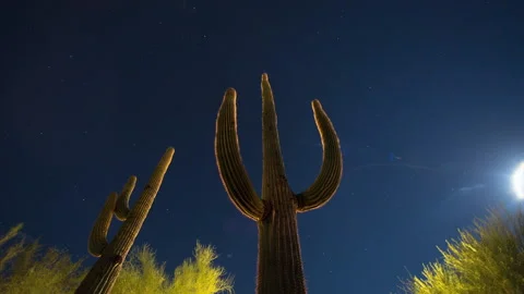 Saquaro Stars Timelapse Video stock 220032870