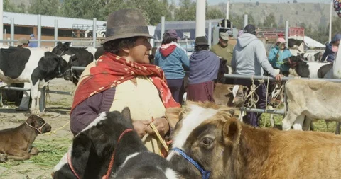 Saquisili, Ecuador - March 1 2018: Farmer with cows at animal market Stock Footage