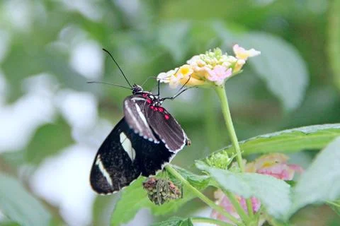 Sara longwing butterfly drinking nectar from flowers close up Stock Photos