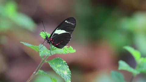 Sara longwing butterfly (Heliconius sara) perched on a green branch. Stock Footage 137460715