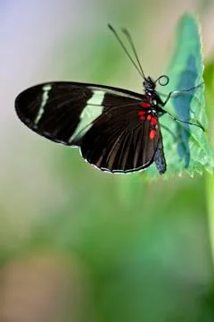Sara longwing butterfly Stock Photos