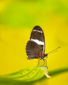 Sara Longwing Butterfly Stock Photos