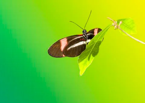 Sara Longwing Butterfly Stock Photos