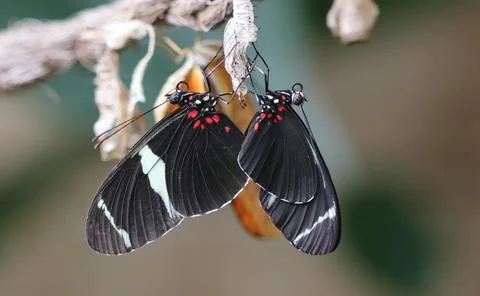 Sara longwing - Heliconius sara 스톡 사진