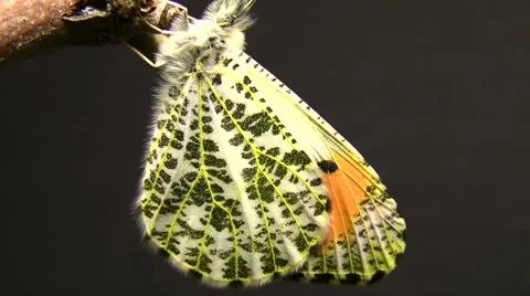Sara Orange Tip butterfly Closeup just emerged Stock Footage 47678576