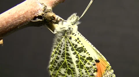 Sara Orange Tip butterfly Closeup just emerged Stock Footage 47678607