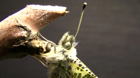 Sara Orange Tip butterfly Closeup just emerged Stock Footage 47678631