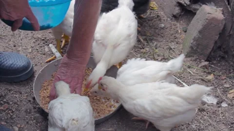 Sara woman's hand feeds chicks in hen house Stock Footage 136201467