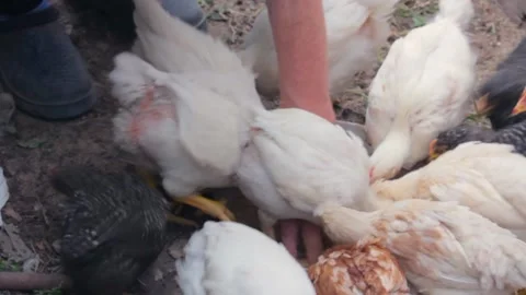 Sara woman's hand feeds chicks in hen house Stock-Footage 140046438