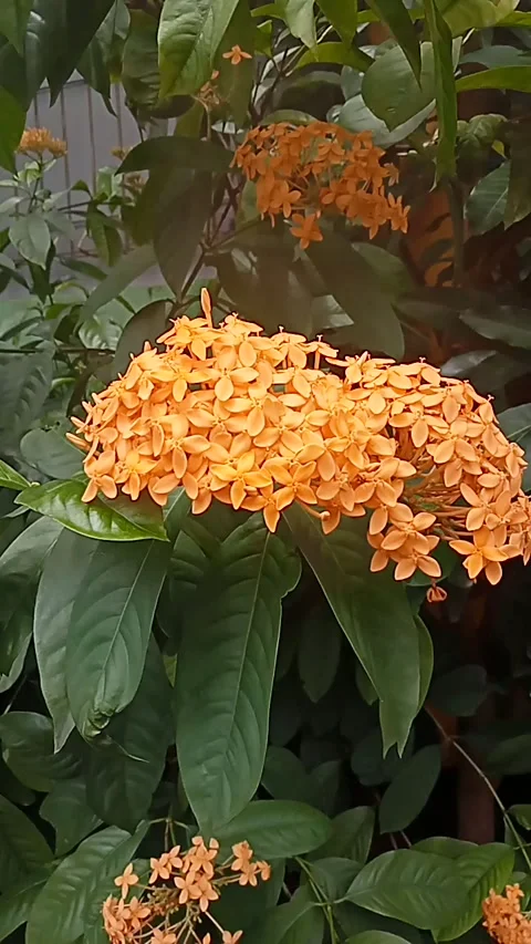 Saraca Asoca Flowers Stock Footage 219947404