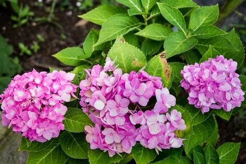 Saraca asoca or  Ashoka tree with some of damage leaves. Stock Photos