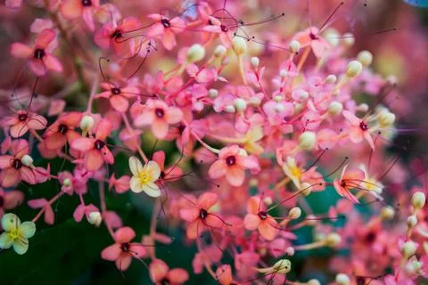 Saraca asoca Stock Photos