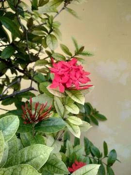 Saraca asoka 스톡 사진