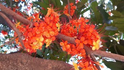 Saraca L tree with bees hovering in daytime summer. asoka flower. asoka tree Stock Photos