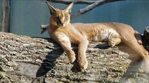 Сaracal cat. Stock Footage 41905427