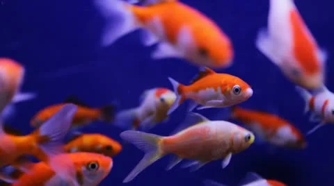 Sarasa comet goldfish Stock Footage 10907946