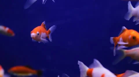 Sarasa comet goldfish Video stock 10907984
