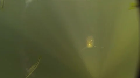 Saratoga Fish attacks camera and swims close to lens. Stock Footage 46427123