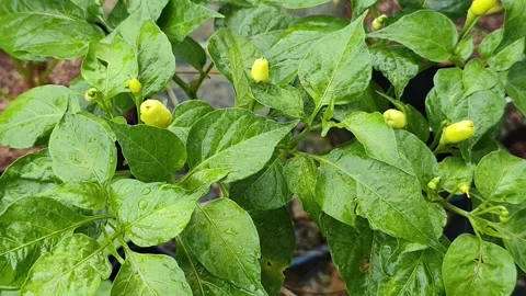 Sarawak Chili Pepper: Close-Up of Fruit Clusters in Rain - 4K ASMR Stock Footage 328057485
