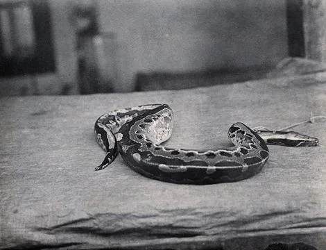 Sarawak: a Malaysian short python (Python curtus). Photograph. 写真素材