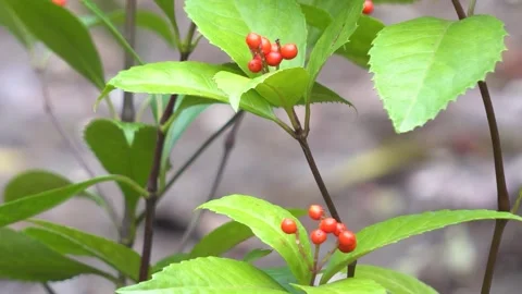 Sarcandra Glabra Leafy Herb Botanical Nature Footage Stock Footage 321000276