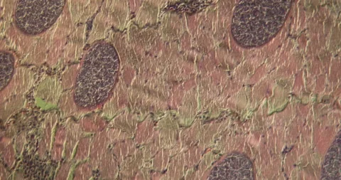 Sarcocyst parasites in monkey tissue Video stock 139302139