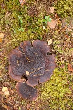 Sarcodon mushroom. Stock Photos