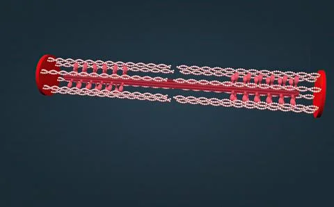A sarcomere is the smallest functional unit of striated muscle tissue. Stock Illustration