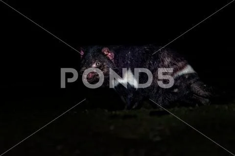 Sarcophilus harrisii - Tasmanian Devil in the night and day Stock Photos