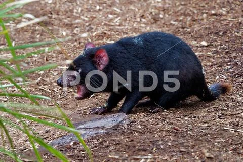 Sarcophilus harrisii - Tasmanian Devil in the night and day Stock Photos