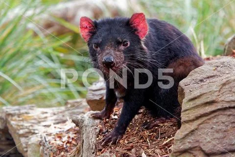 Sarcophilus harrisii - Tasmanian Devil in the night and day Stock Photos