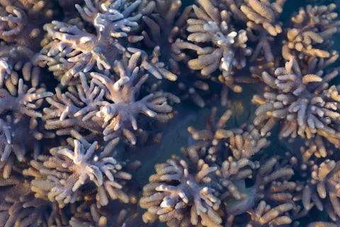 Sarcophyton corals Stock Photos