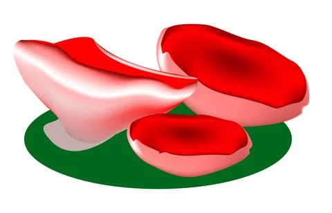 Sarcoscifa scarlet (Sarcoscypha coccinea) Stock Illustration