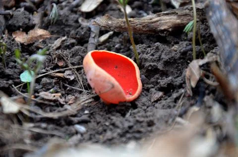 Sarcoscypha coccinea, the Ruby Elfcup red fungus grows in the forest. Stock Photos
