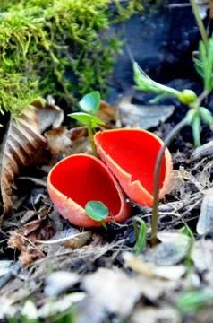 Sarcoscypha coccinea, the Ruby Elfcup red fungus grows in the forest. Stock Photos