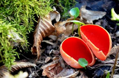 Sarcoscypha coccinea, the Ruby Elfcup red fungus grows in the forest. Stock Photos