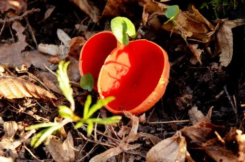 Sarcoscypha coccinea, the Ruby Elfcup red fungus grows in the forest. Stock Photos