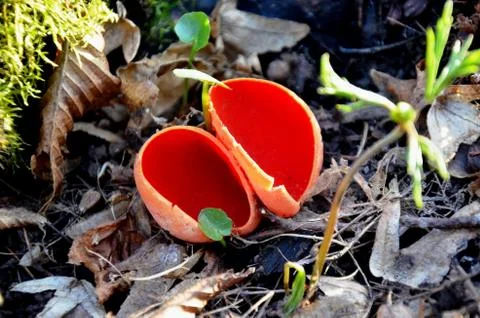 Sarcoscypha coccinea, the Ruby Elfcup red fungus grows in the forest. Stock Photos