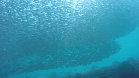 Sardine army Stock Footage 263404503