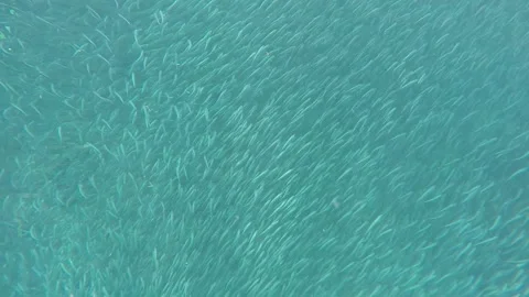 Sardine army Stock Footage 263404540