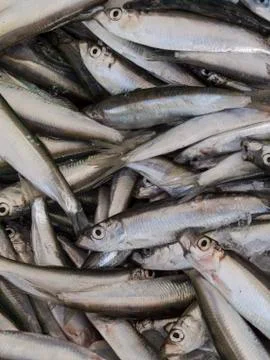 Sardine background Stock Photos