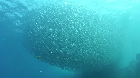 Sardine bait ball - Moalboal - Philippines Stock Footage