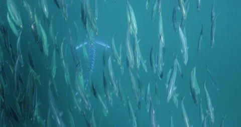 Sardine Bait Ball Streaming Through Sunlit Blue Water Stock Footage 334638525