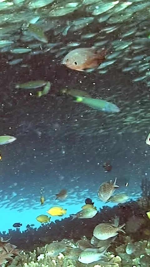 Sardine ballet beneath the waves in the mesmerizing waters of the Philippines Stock Footage 299458588