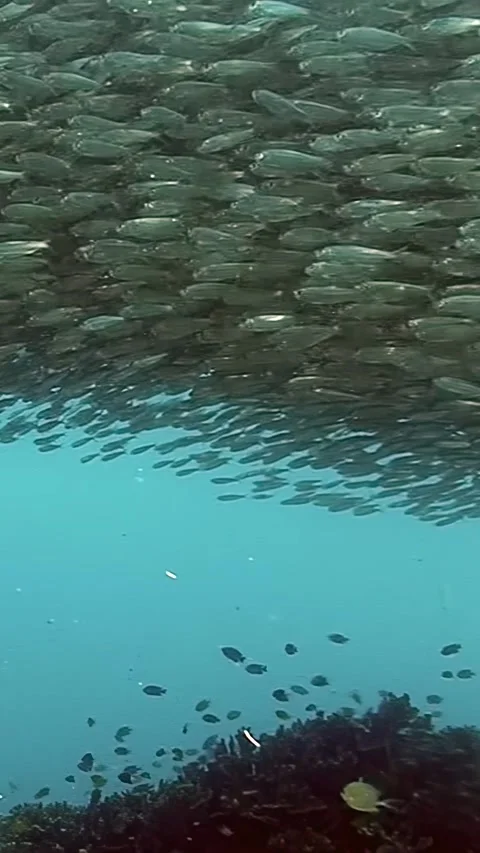 Sardine ballet beneath the waves in the Philippines ocean depths Stock Footage 320386151