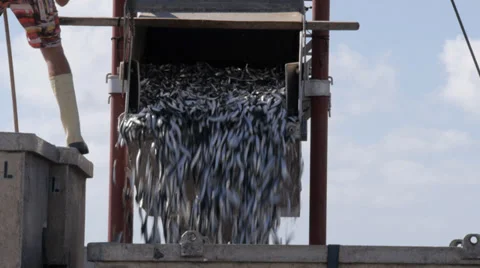 Sardine catch Stock Footage 38641276