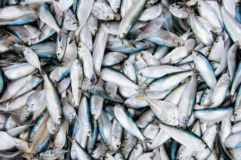 Sardine Fishes Stock Photos