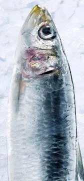 Sardine on ice Stock Photos
