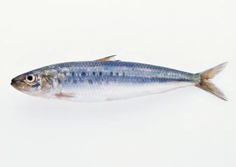 Sardine Stock Photos
